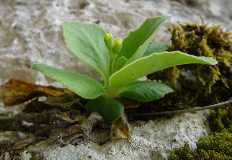 Primula auricula - Primulaceae